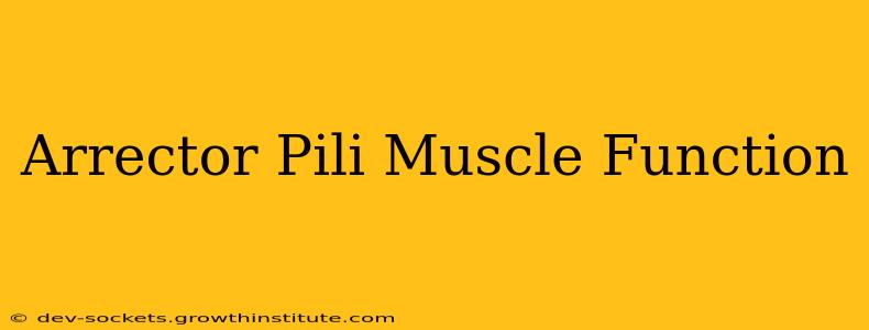 Arrector Pili Muscle Function