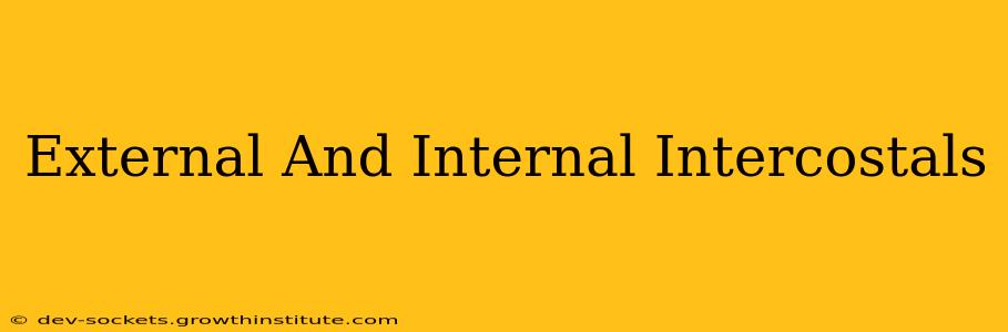 External And Internal Intercostals