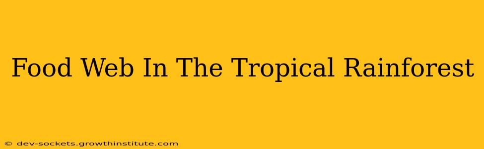 Food Web In The Tropical Rainforest