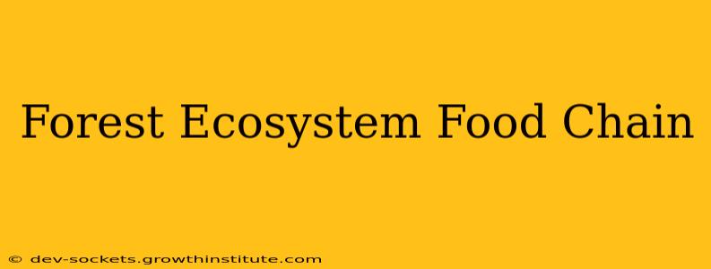 Forest Ecosystem Food Chain
