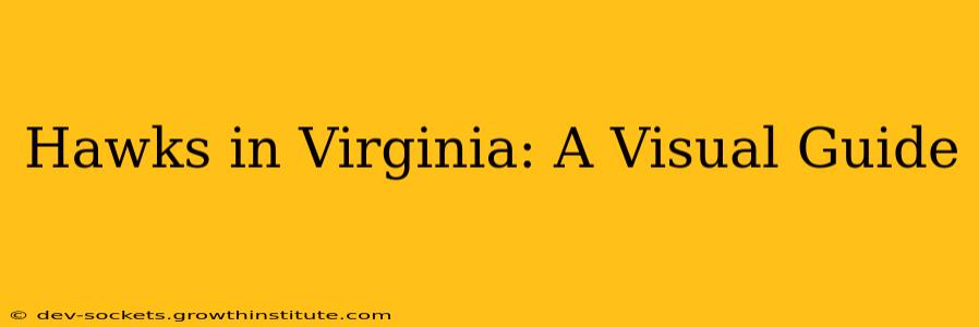 Hawks in Virginia: A Visual Guide