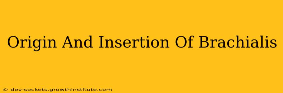 Origin And Insertion Of Brachialis