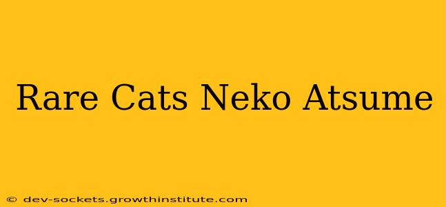 Rare Cats Neko Atsume