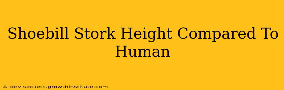 Shoebill Stork Height Compared To Human