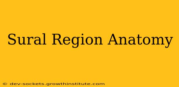 Sural Region Anatomy
