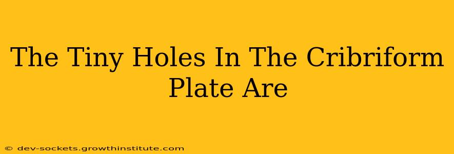 The Tiny Holes In The Cribriform Plate Are