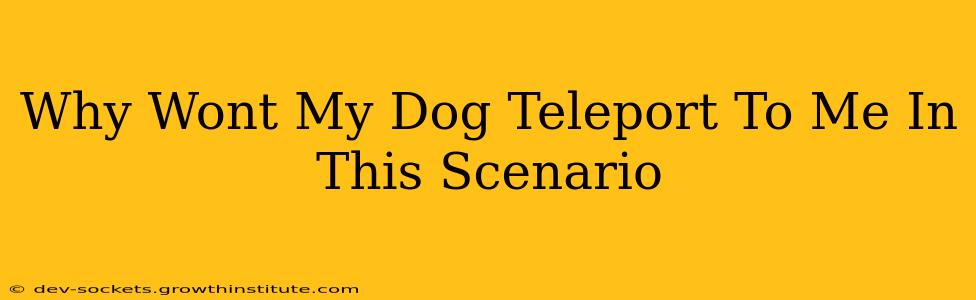 Why Wont My Dog Teleport To Me In This Scenario